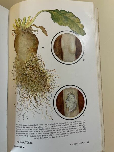 Guide pratique de lutte contre les ennemis des cultures à …