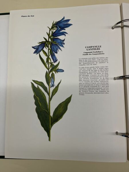 L'herbier du Languedoc et du Roussillon. Présenté par Jean Pierre …