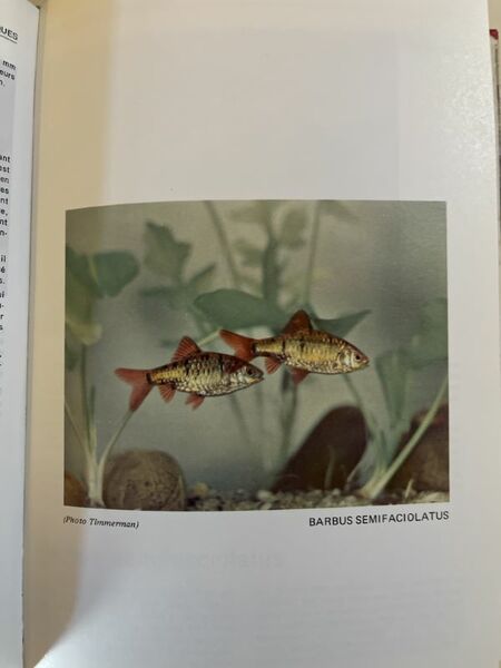 Faune et flore exotiques