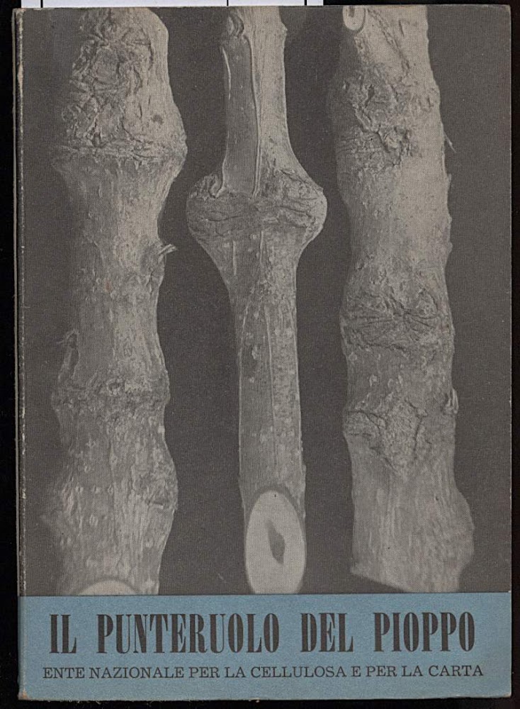 IL PUNTERUOLO DEL PIOPPO