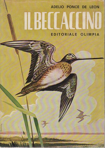 Il beccaccino