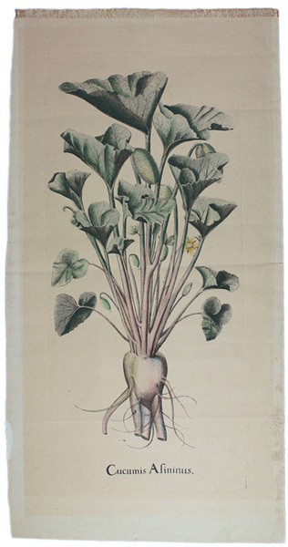 CUCUMIS ASININUS.