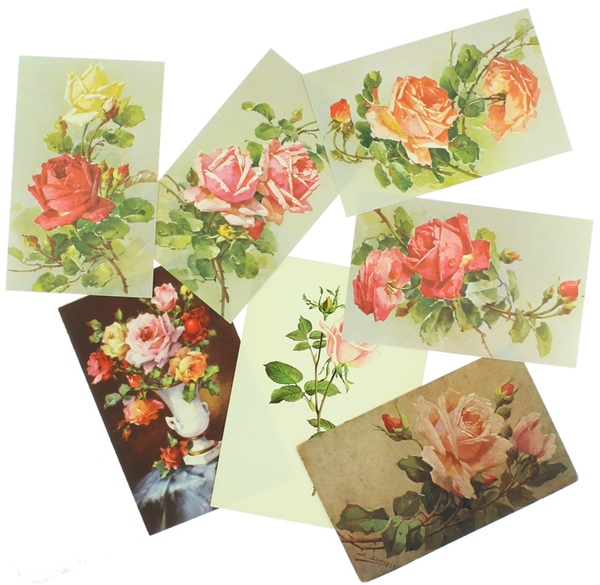 ROSE. Lotto di 7 cartoline illustrate.