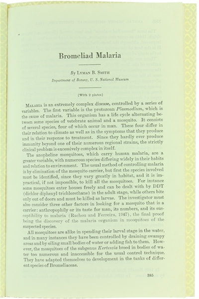 BROMELIAD MALARIA.