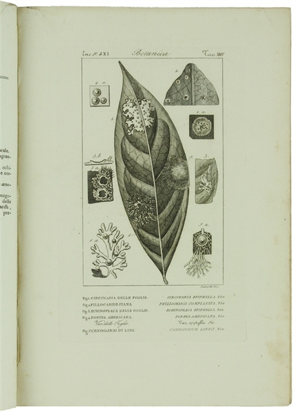 BOTANICA. Ventidue incisioni originali in rame (cm (24,5x17,5 cm) tratte …