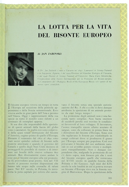 LA LOTTA PER LA VITA DEL BISONTE EUROPEO.
