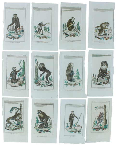 SCIMMIE E LEMURI: 12 Tavole originali acquerellate tratte dalla STORIA …
