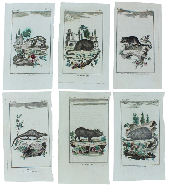 RODITORI DIVERSI: 6 Tavole originali acquerellate tratte dalla STORIA NATURALE.