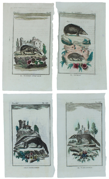 FORMICHIERI E SIMILI : 4 Tavole originali acquerellate tratte dalla …