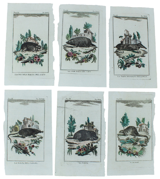 TALPE: 6 Tavole originali acquerellate tratte dalla STORIA NATURALE.