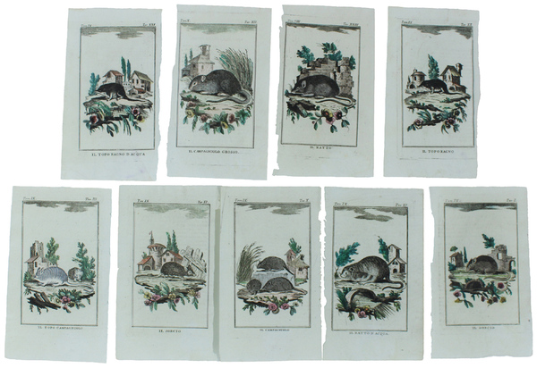 TOPI: 9 Tavole originali acquerellate tratte dalla STORIA NATURALE.