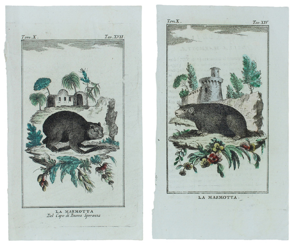 MARMOTTE: 2 Tavole originali acquerellate tratte dalla STORIA NATURALE.