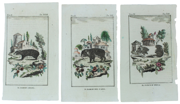 CAVIE: 3 Tavole originali acquerellate tratte dalla STORIA NATURALE.