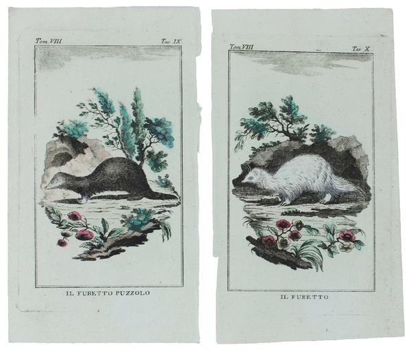 FURETTI : 2 Tavole originali acquerellate tratte dalla STORIA NATURALE.