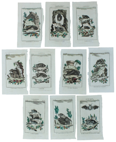 PIPISTRELLI : 11 Tavole originali acquerellate tratte dalla STORIA NATURALE.