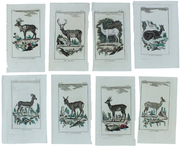 CERVI E ANTILOPI : 16 Tavole originali acquerellate tratte dalla …