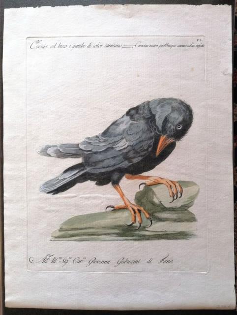 Coracia col becco, e gambe di color carnicino.