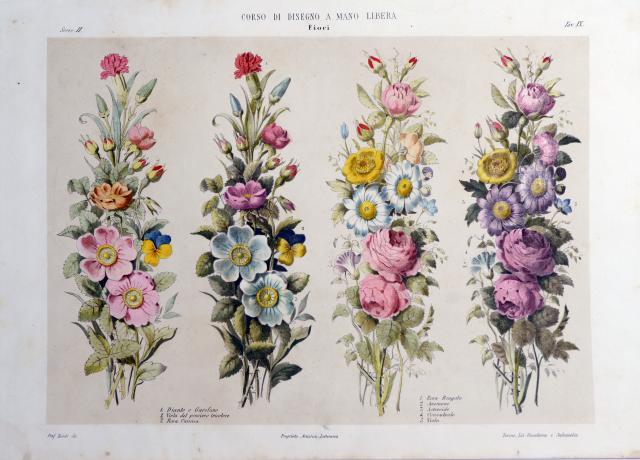 Dianto o Garofano, Viola del pensiero tricolore, Rosa Canina, Rosa …