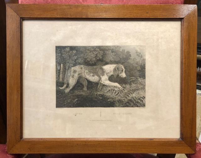 Limier - Stag Hound.