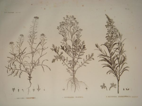 DESCRIPTION DE L'EGYPTE. Botanique. Erucaria crassifolia, Cochlearia nilotica, Buchnera hermonthica. …