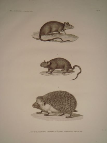 DESCRIPTION DE L'EGYPTE. Mammifères. Rat d'Alexandrie, Echimis d'Égypte, Hérisson oreillard. …