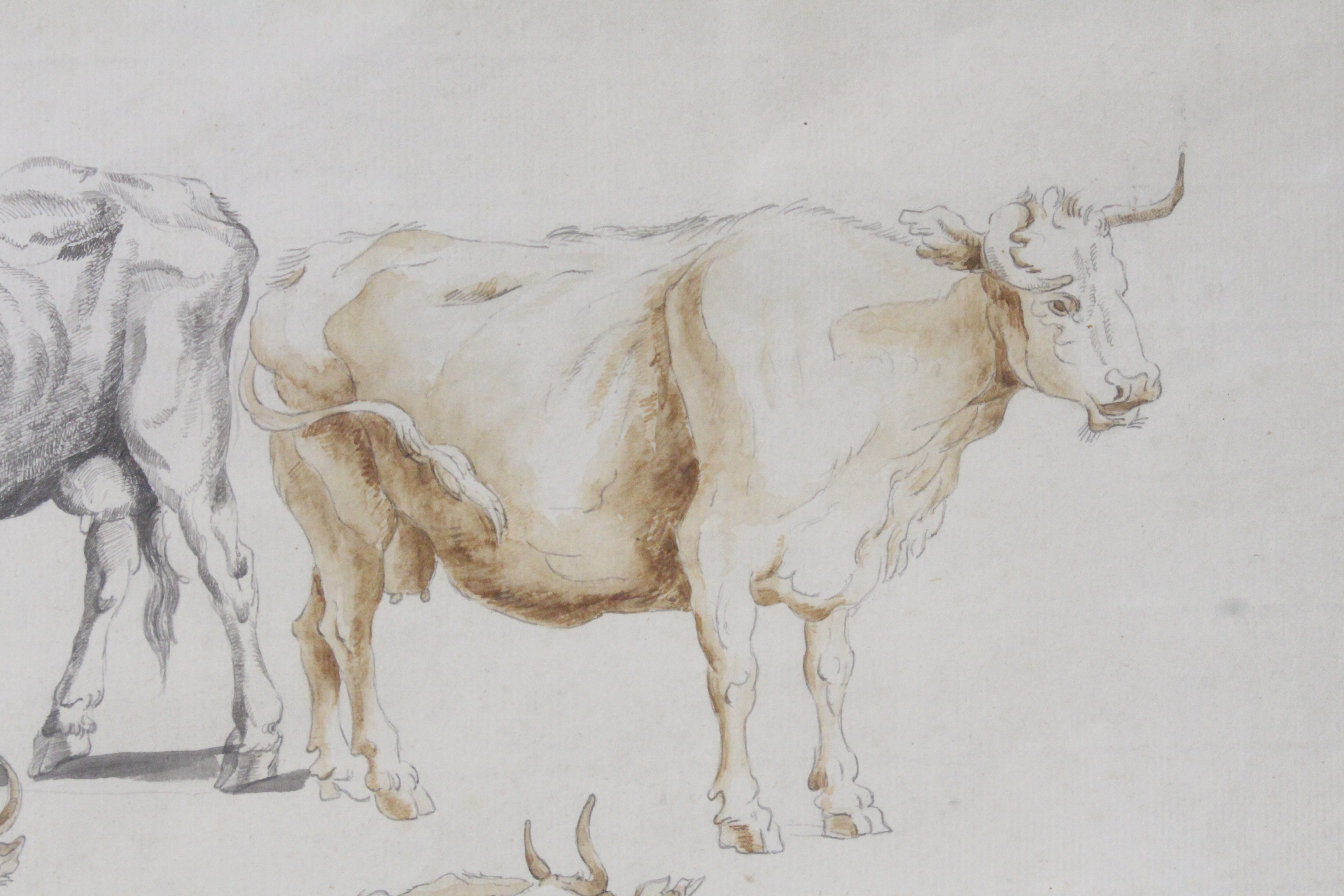 Étude de vaches