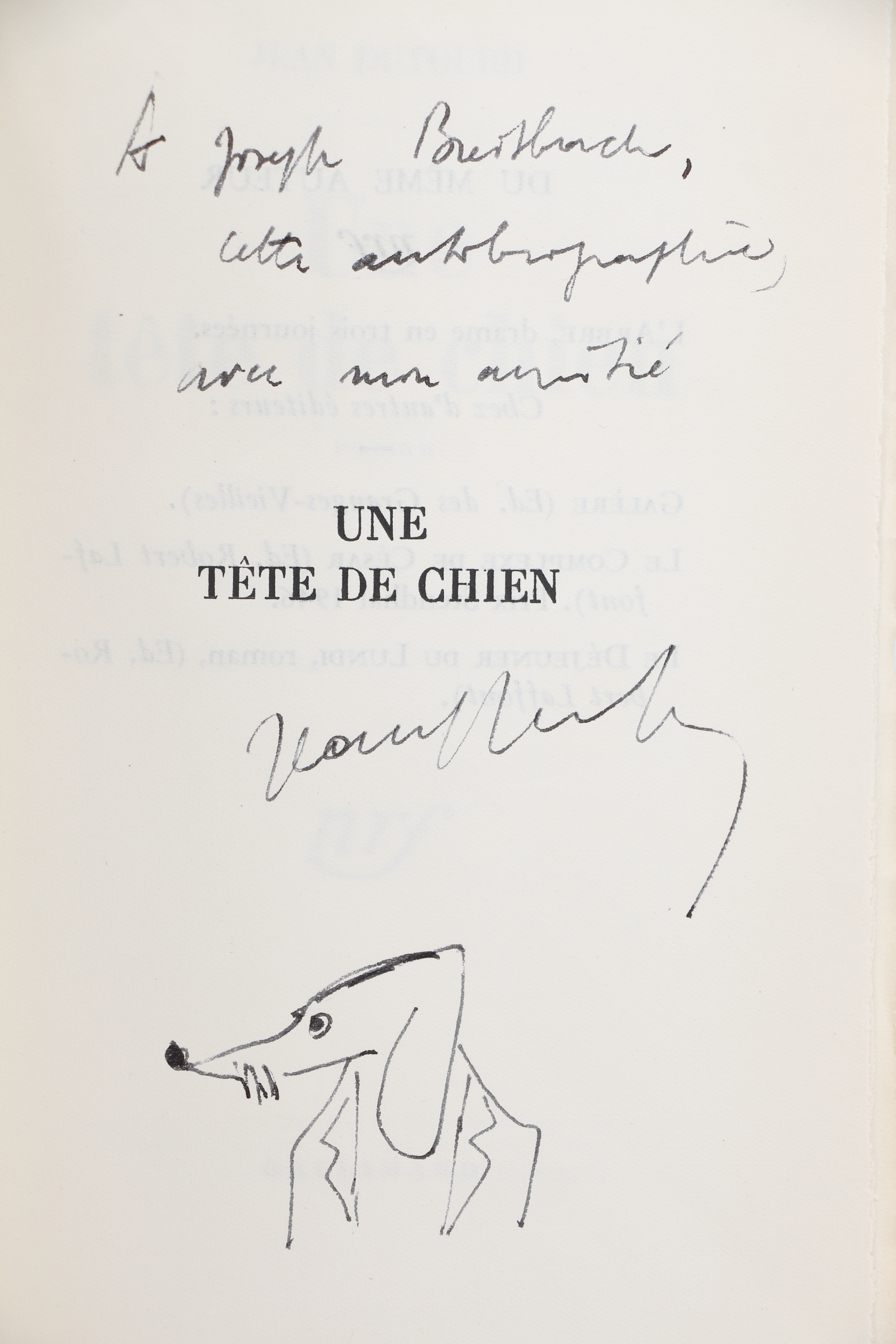 Une tête de chien