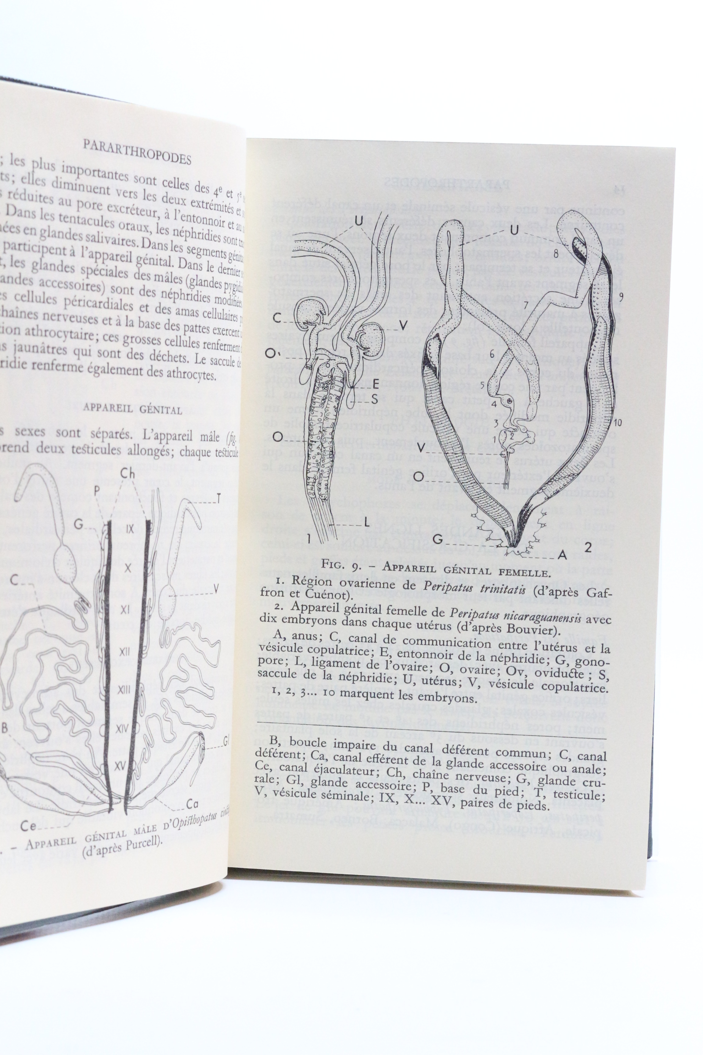 Zoologie Tome II