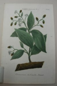 LAURUS CINAMOMUM SEU CANELLA