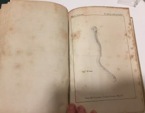 ATTI DELLA SOCIETA’ ITALIANA DI SCIENZE NATURALI – VOL.XII, ANNO …