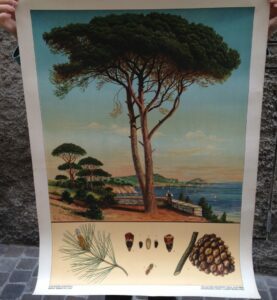 ALBERI – PINO PINUS