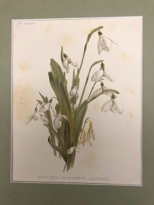 EIGHT KINDS OF SNOWDROPS (GALANTHUS)- BULBACEE, BUCANEVE