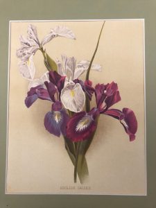 ENGLISH IRISES (IRIS)