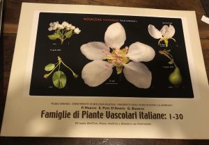 FAMIGLIE DI PIANTE VASCOLARI ITALIANE: 1-30; 31-60; 61-105