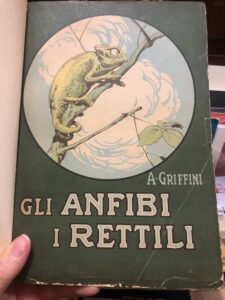 GLI ANFIBI I RETTILI