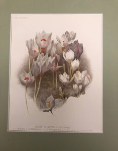 GROUP OF AUTUMN CROCUSES,1. C. MEDIUS, 2. C. ETRUSCUS, 3. …