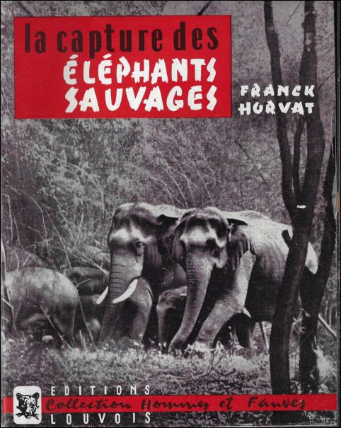 capture des l phants sauvages.
