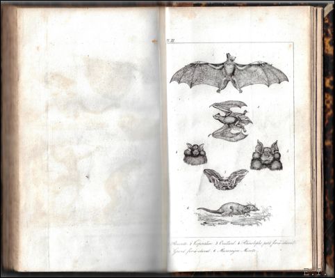 Histoire naturelle des quadrup des les plus remarquables (mammif res …