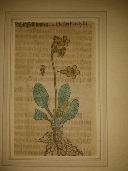 Schlussenblumen. Herba Paralysis; Camerarius Joachim