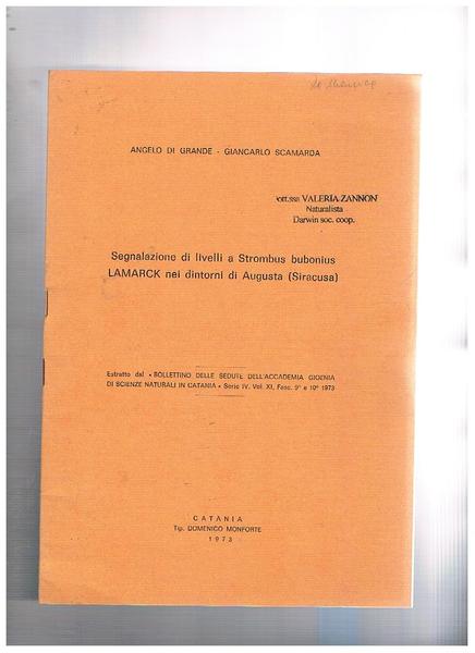 Segnalzione di livelli a Strombus bubonius Lamarck nei dintorni di …