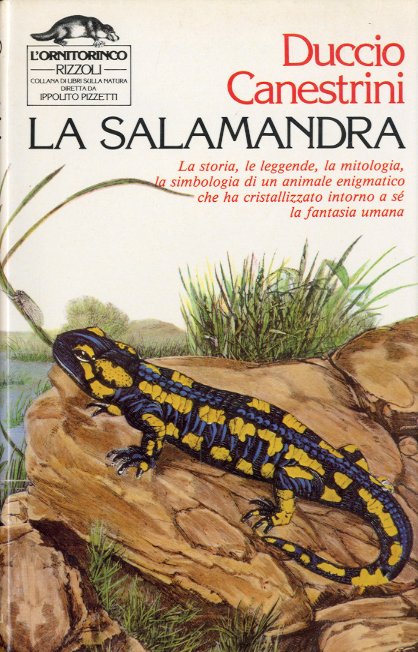 La salamandra.