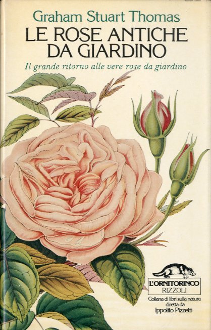 Le rose antiche da giardino.