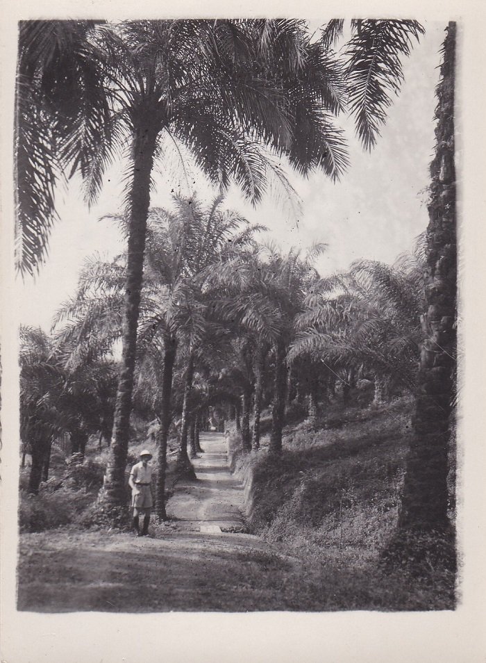 5 Original-Photographien von einer Ölpalmenplantage in Ikassa (Kamerun).