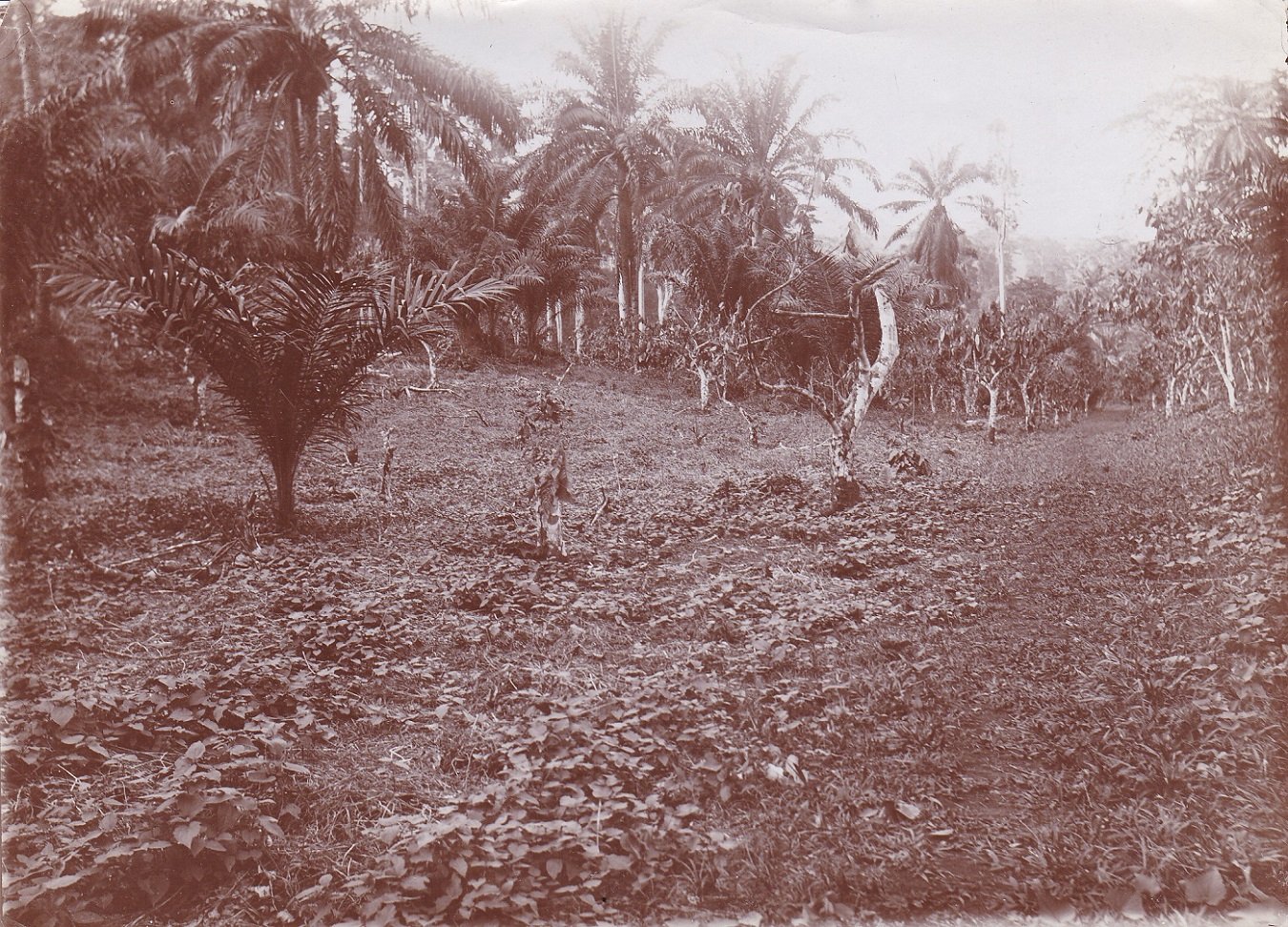 7 Original-Photographien aus der deutschen Kolonialzeit in Kamerun.