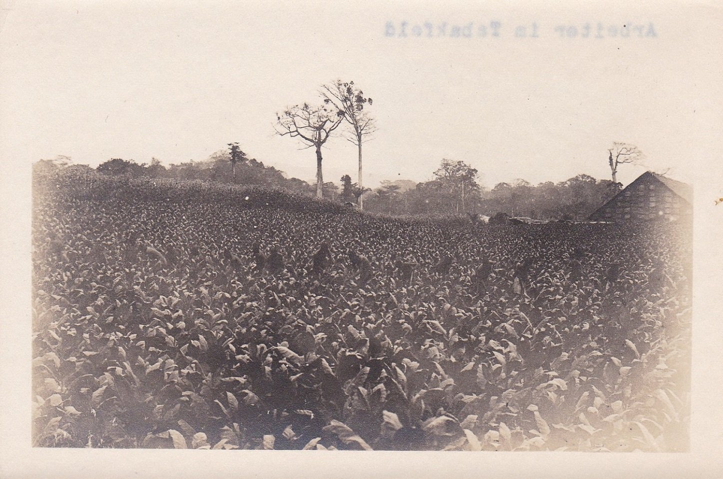 8 Original-Photographien aus der deutschen Kolonialzeit in Kamerun.