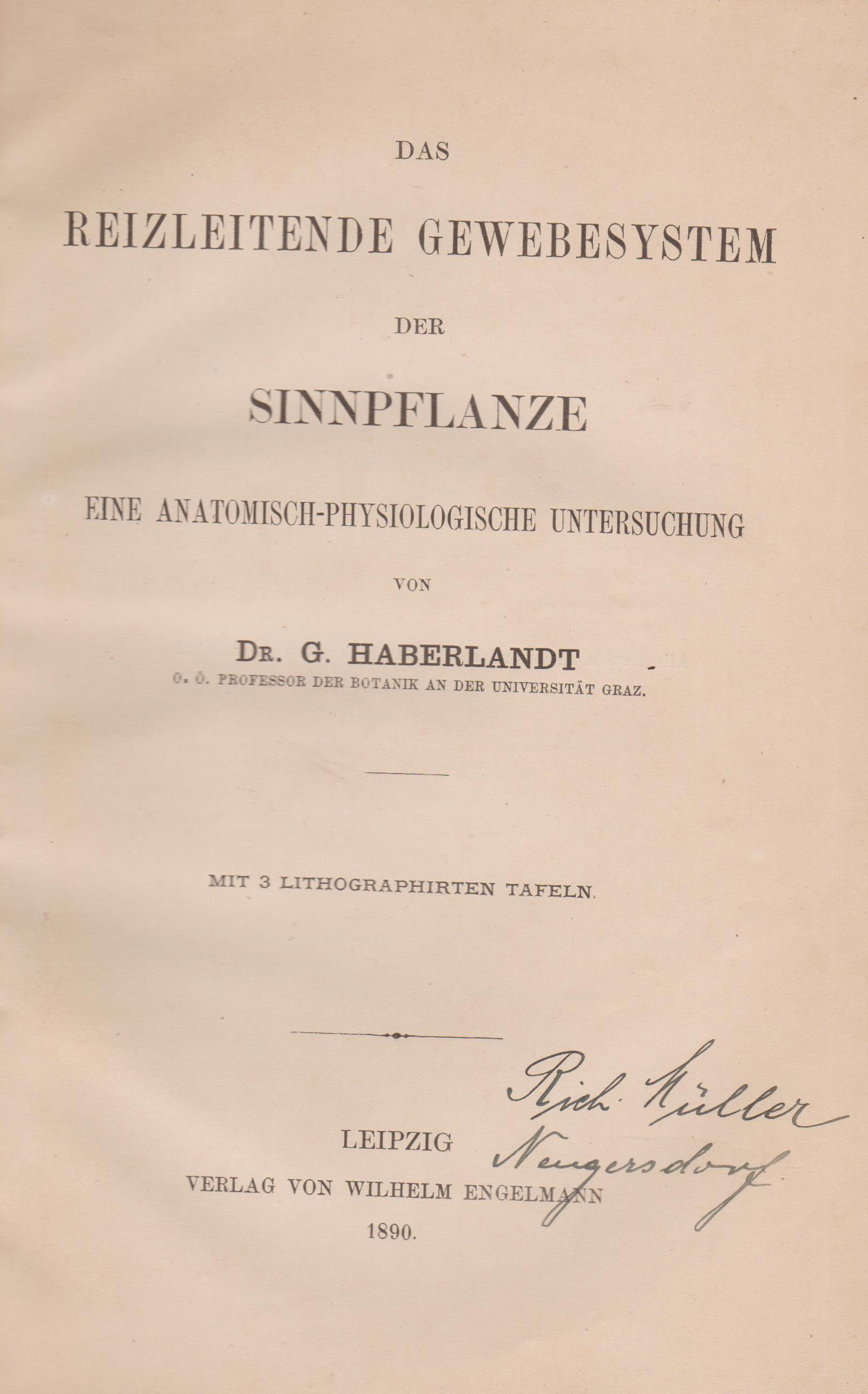 Das reizleitende Gewebesystem der Sinnpflanze.