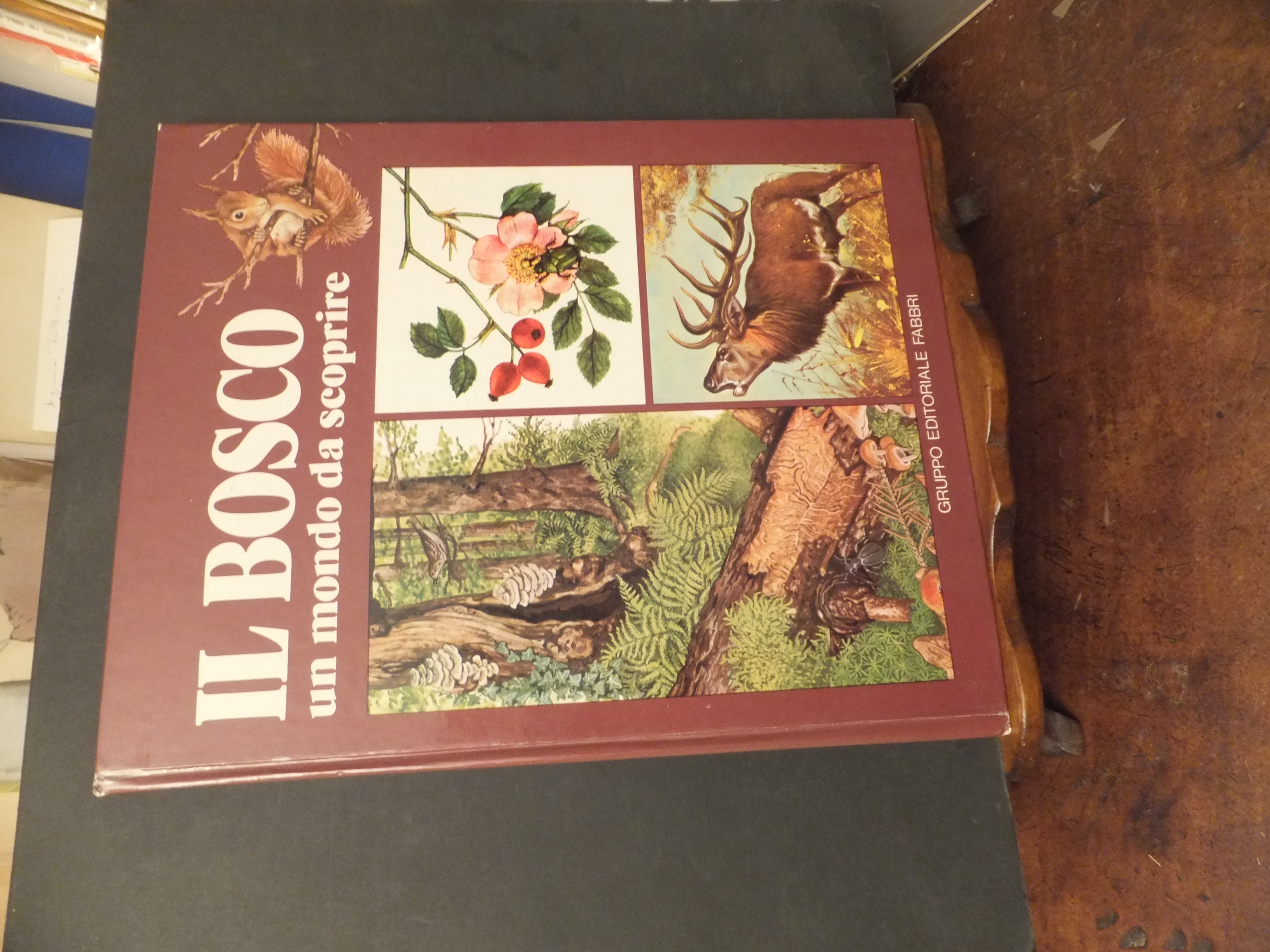 IL BOSCO UN MONDO DA SCOPRIRE