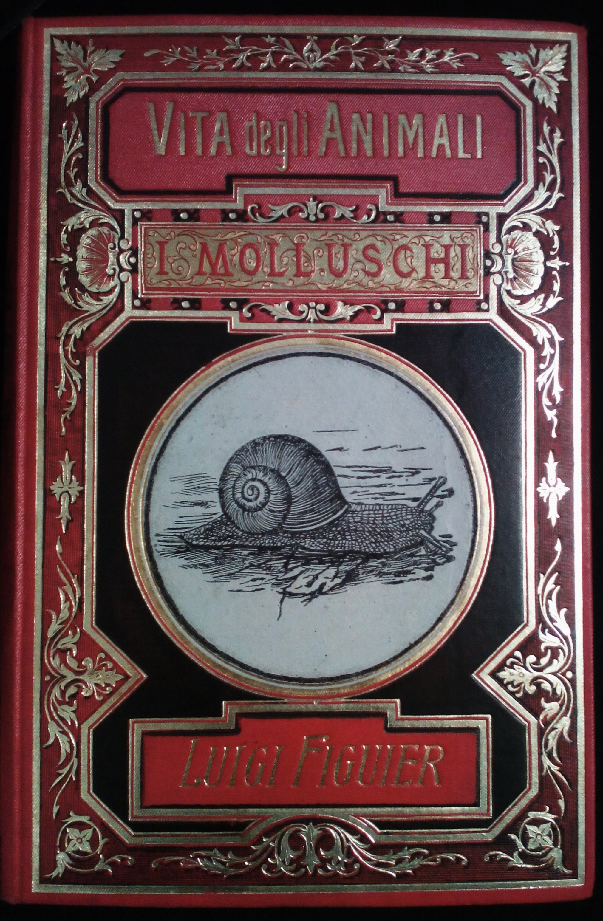 I MOLLUSCHI