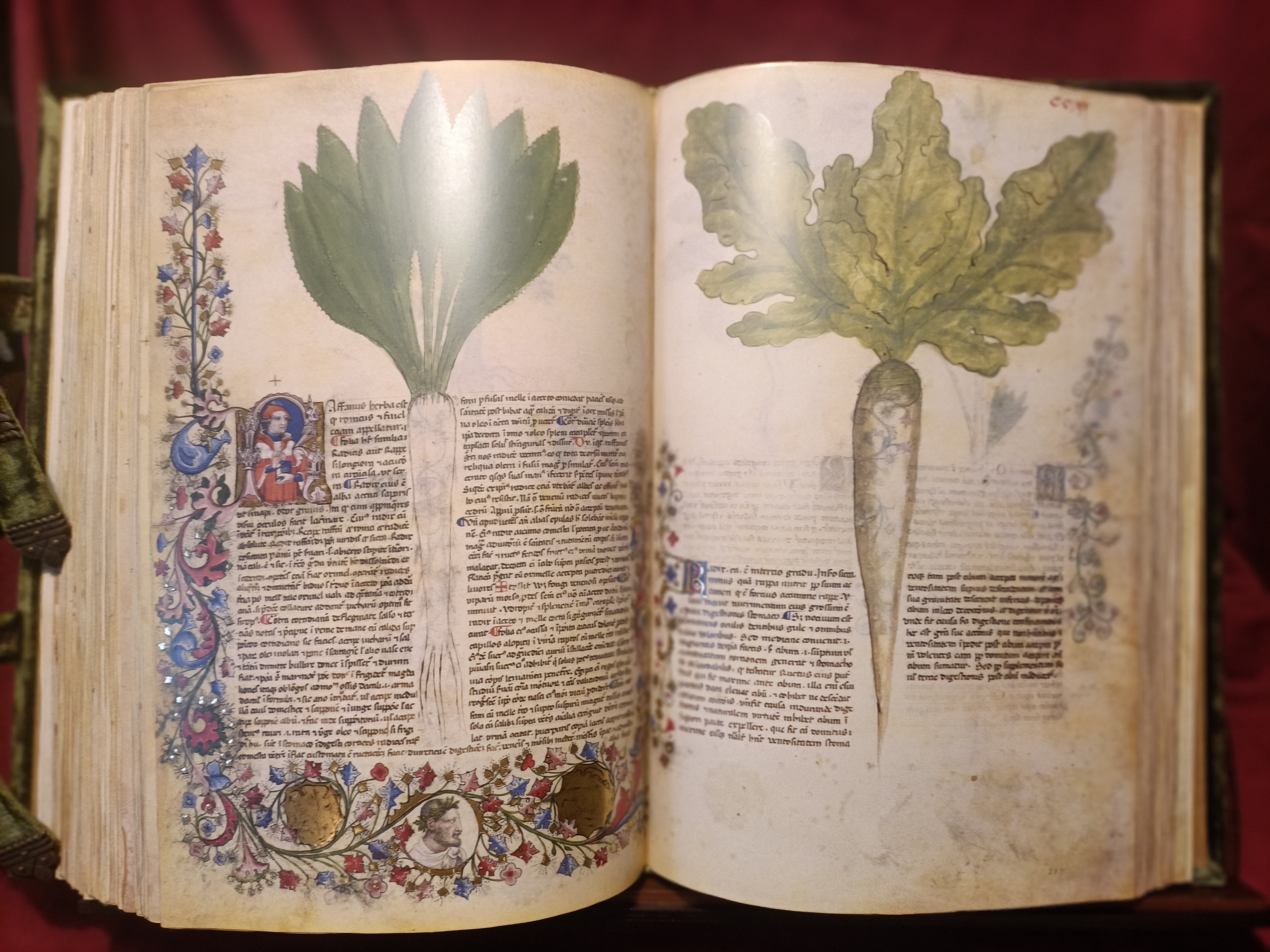 Historia Plantarum ( panini )