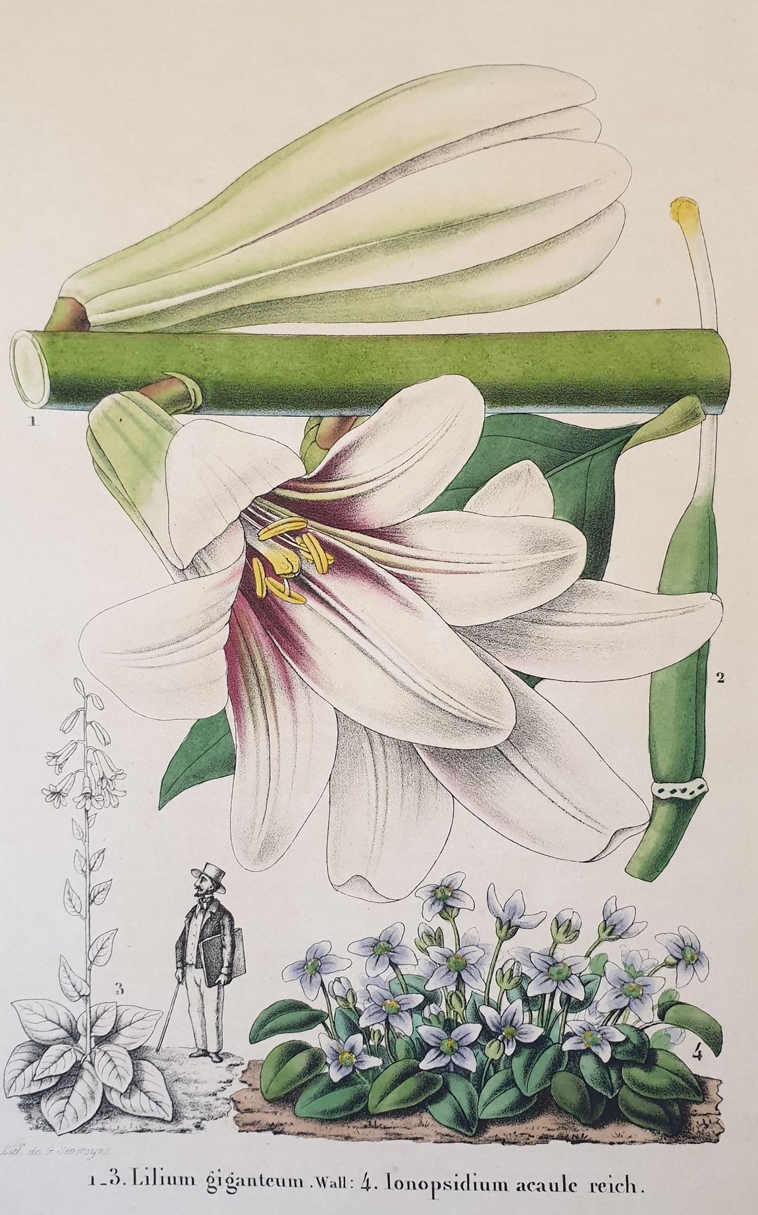 Lilium giganteum Ionopsidium acaule reich